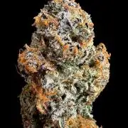 New Money Compound Genetics Flo/IWH