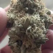 Black Cherry Gushers