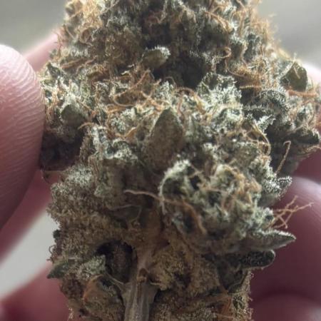 Black Cherry Gushers