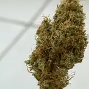 Exodus Cheese