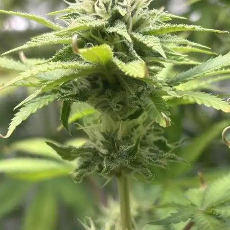 Purple Mango Kush