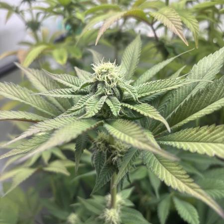 Orange Bud 2.0(Diploid)