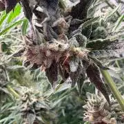 Gremlin‘s Breath