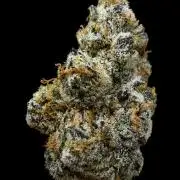 New Money Compound Genetics Flo/IWH