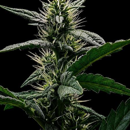 Exodus Cheese