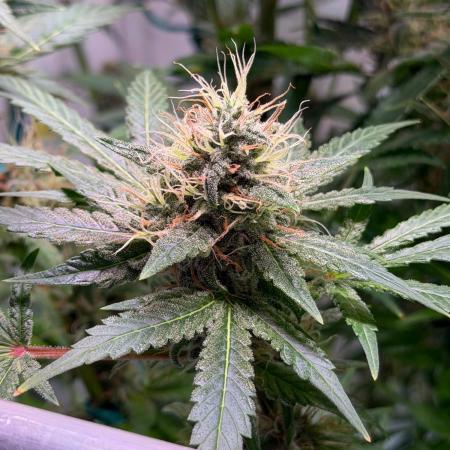 Exodus Cheese