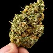 Exodus Cheese