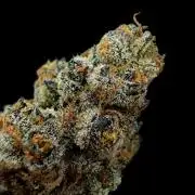 New Money Compound Genetics Flo/IWH