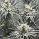 Dantes Inferno #8 MileHighDaveCut