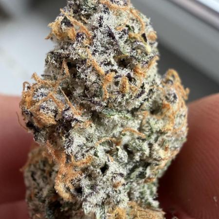 New Money Compound Genetics Flo/IWH