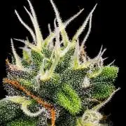 Apricot Auto