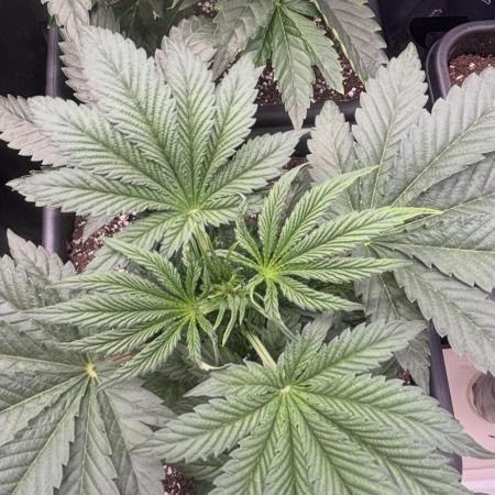 New Money Compound Genetics