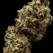 Lemon Cherry Gelato Seed to IcewaterHash
