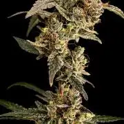 Blue Dream