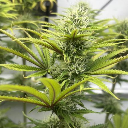 Ice Cream Haze