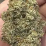 Runtz from Seed to IcewaterHash