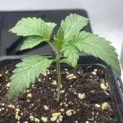 New Money Compound Genetics