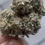Lemon Cherry Gelato Seed to IcewaterHash