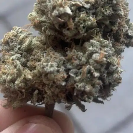 Lemon Cherry Gelato Seed to IcewaterHash