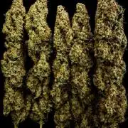 White Trufflez