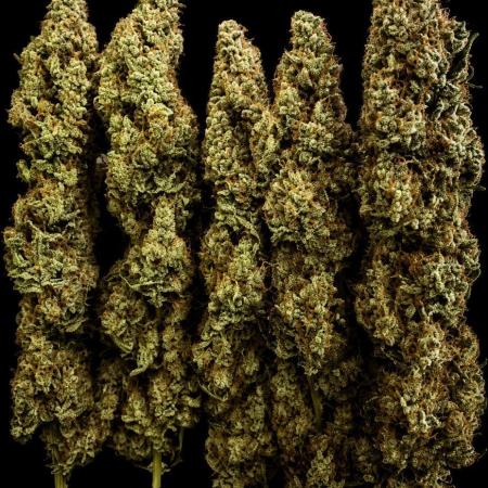 White Trufflez