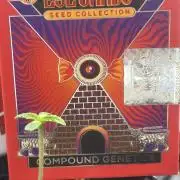 New Money Compound Genetics