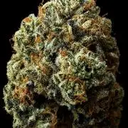 Black Cherry Gushers