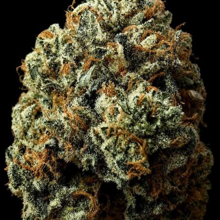 Black Cherry Gushers