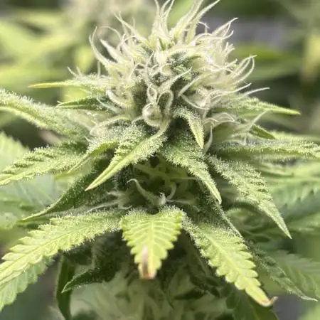 Purple Mango Kush