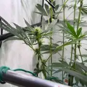 Exodus Cheese