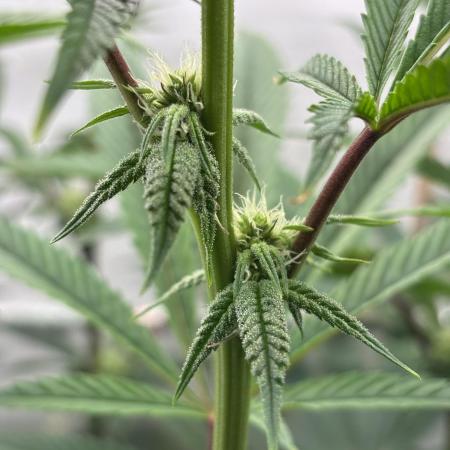 New Money Compound Genetics