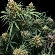 Milky Way F1 Auto