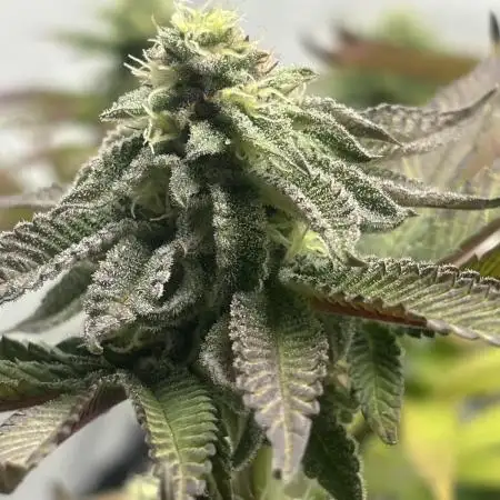 Orange Bud 2.0