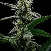 Exodus Cheese