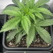 New Money Compound Genetics