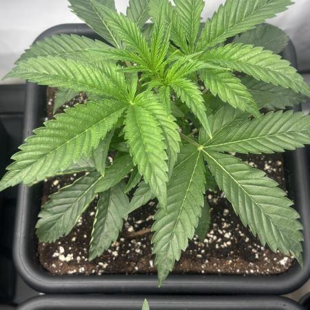 New Money Compound Genetics