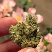 Gremlin‘s Breath