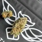 Orange Bud 2.0