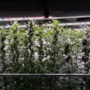 Exodus Cheese