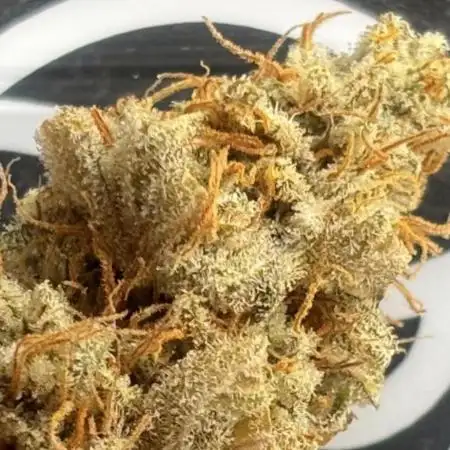 Purple Mango Kush