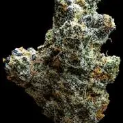 New Money Compound Genetics Flo/IWH