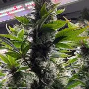 Exodus Cheese