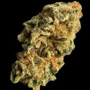 Orange Bud 2.0