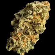 Orange Bud 2.0