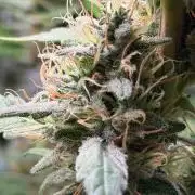Exodus Cheese