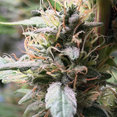 Exodus Cheese