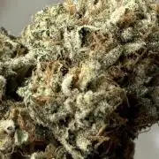 Black Cherry Gushers