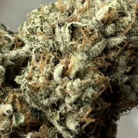 Black Cherry Gushers