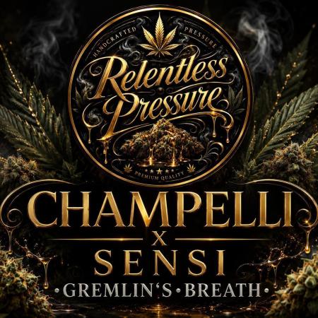 Gremlin‘s Breath Champelli x Sensi