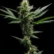 Exodus Cheese